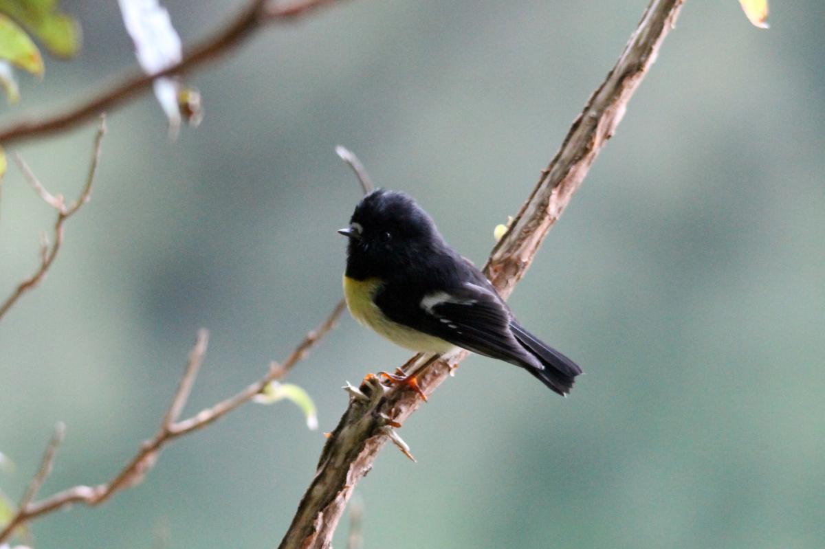 Tomtit (Petroica macrocephala), Te Anau Milford Highway, New Zealand, 2014-03-06 Tomtit (Petroica macrocephala)